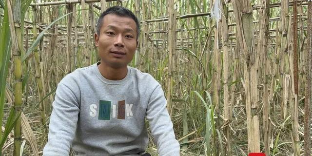 四川“9.9元自助偷甘蔗”火了!