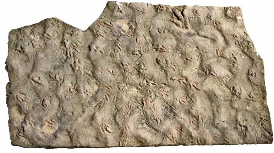 村民用了多年的墊腳石,竟是重要的恐龍化石?