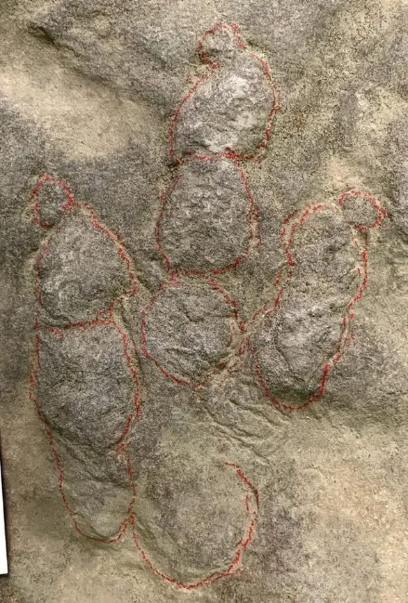 村民用了多年的墊腳石,竟是重要的恐龍化石?