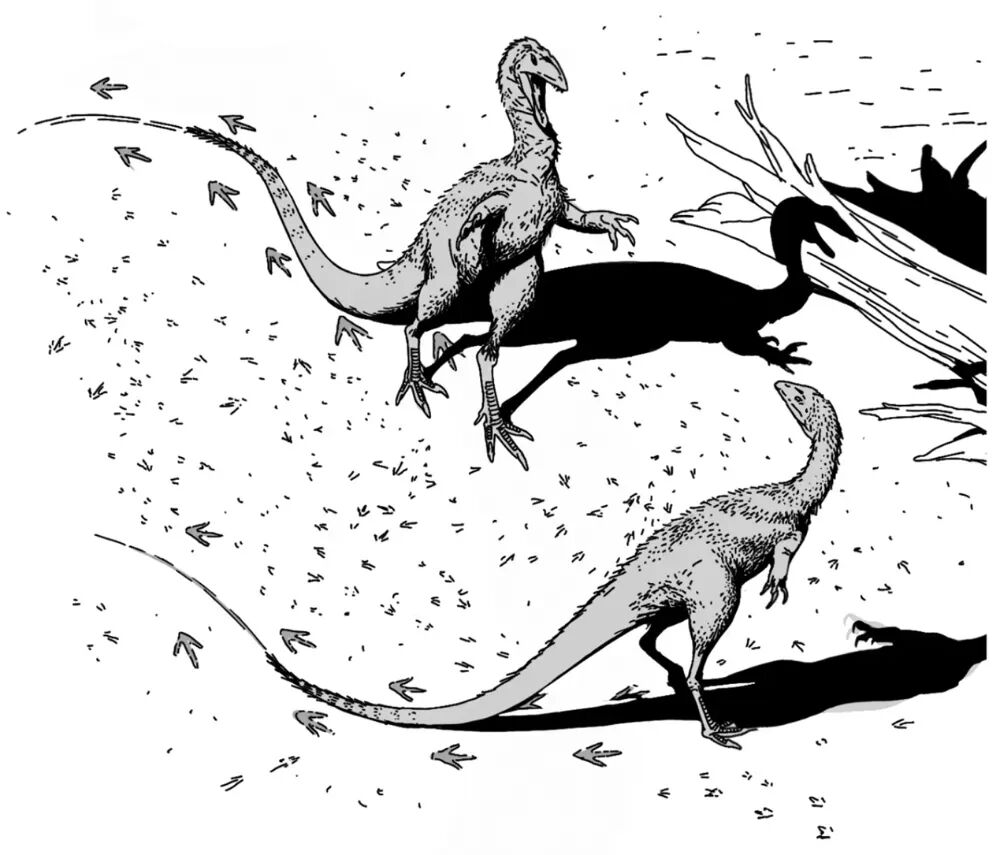 村民用了多年的墊腳石,竟是重要的恐龍化石?